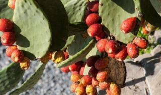 火龙果与仙人掌果有啥关系